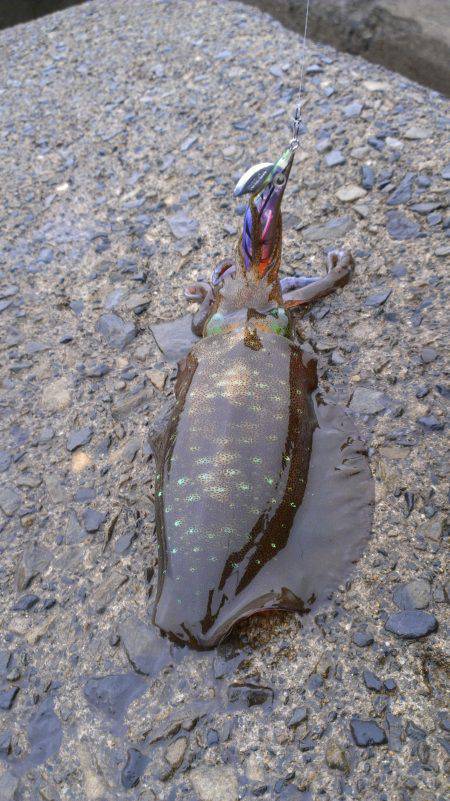 白木でエギング　アオリイカそこそこ高活性で…